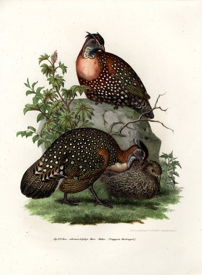 Western Tragopan by German School